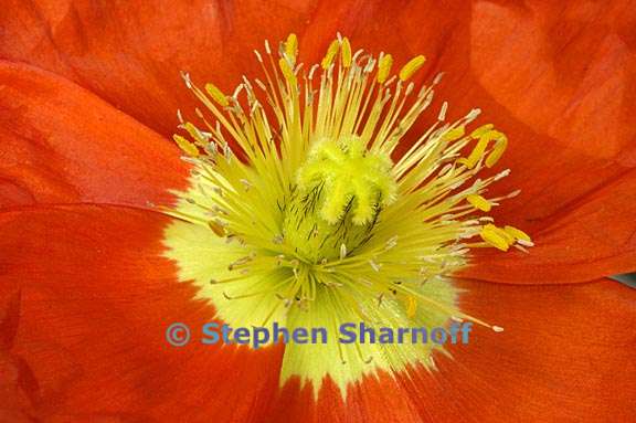 iceland poppy iceland bubbles 1 graphic